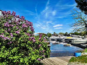 Len's Cove Lilac bush